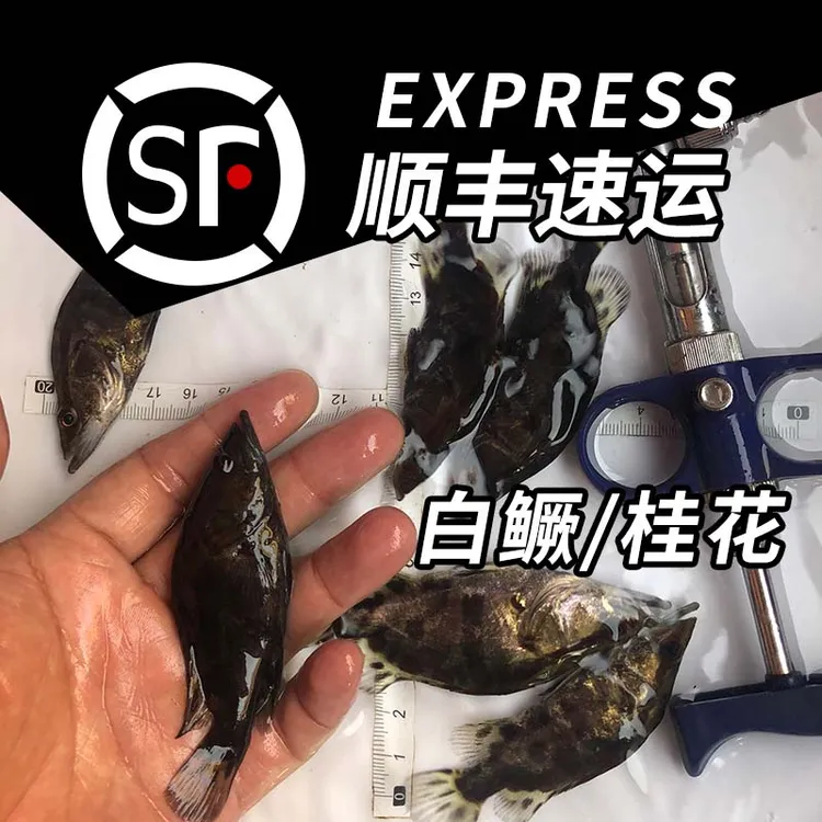 小阿鳜桂花白鳜翘嘴鳜白鳜凶猛冷水观赏食用