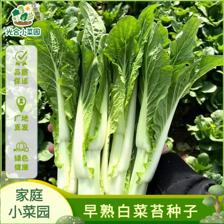 早熟白菜苔种子四季可种庭院阳台种植蔬菜脆嫩可口小白菜蔬菜种籽
