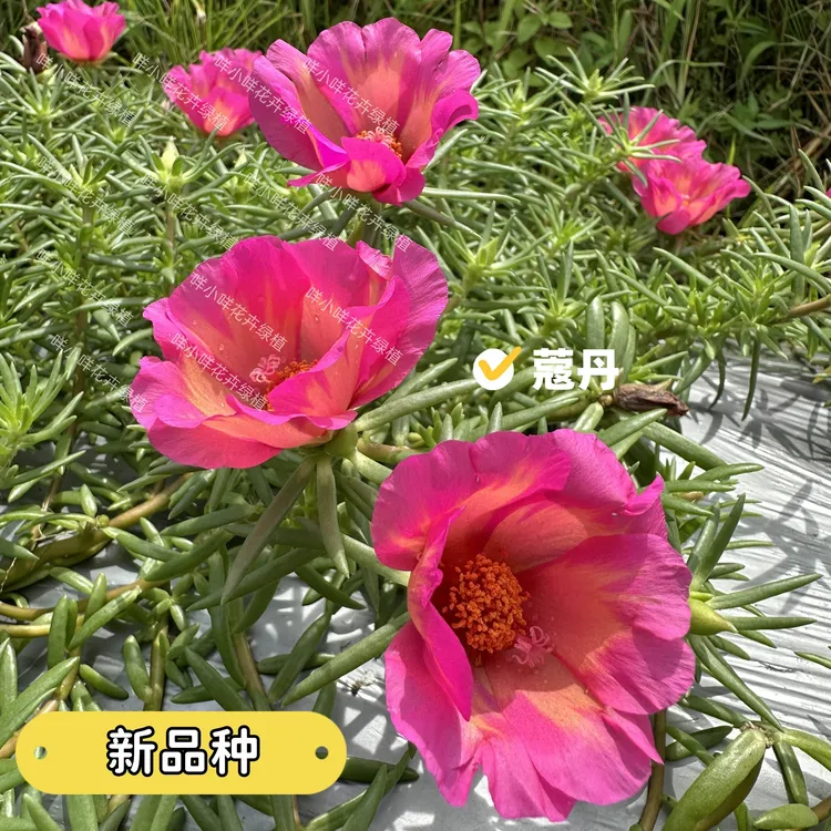 蔻丹【新品种】大号单瓣太阳花大花马齿苋宿根死不了多色耐旱庭院楼