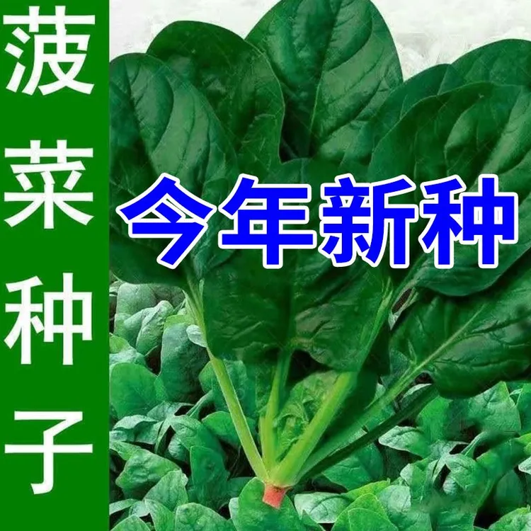 红根大叶菠菜种子四季原生态菠菜籽肉厚大叶耐寒越冬蔬菜种子大全