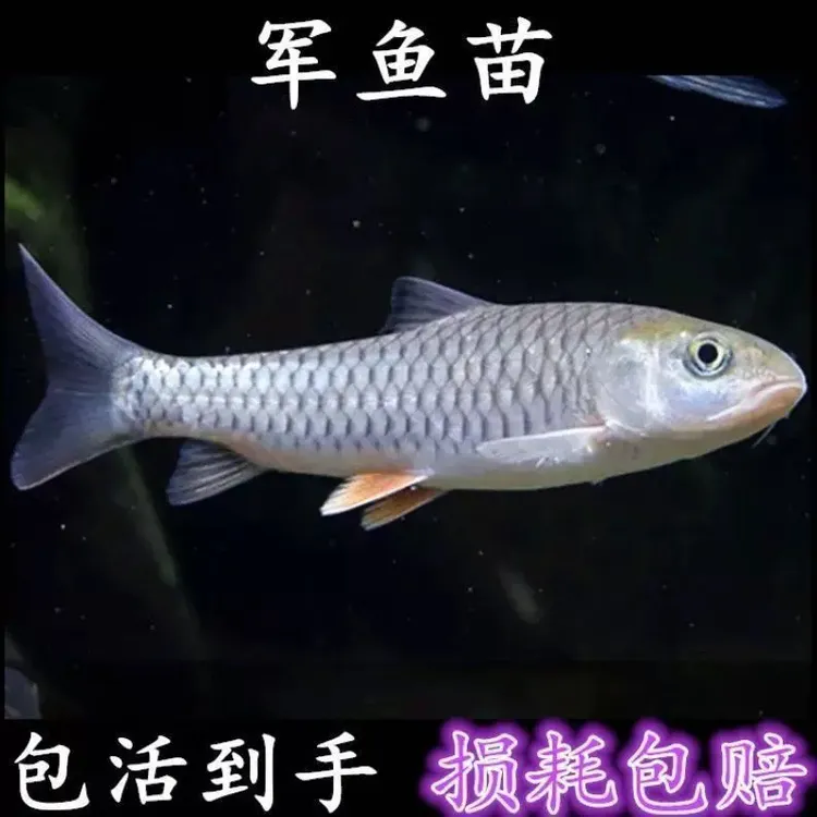 精品正宗军鱼观赏鱼鱼苗原生鱼光倒刺鲃青竹鲩石坚鱼活体饲养发货