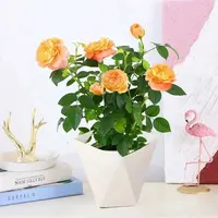 果汁阳台 欧月盆栽 庭院阳台多年生花卉 大花月季盆栽 藤本月季