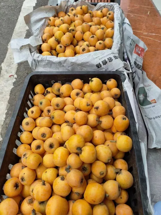 罗坎盐溪农家自种枇杷