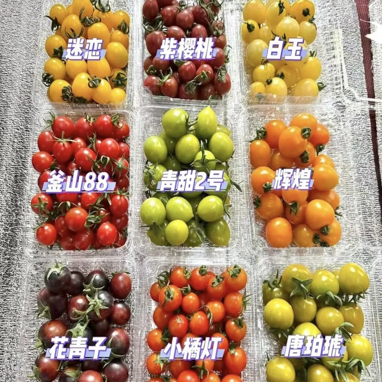 七彩小番茄多彩千禧小番茄圣女果整箱混装酸甜多汁富含维c