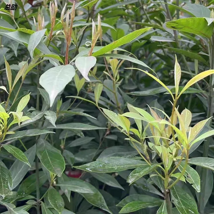 正宗四川小叶桢楠金丝楠树苗山坡空地种植家庭庭院绿化造园林景观