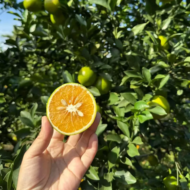 海南澄迈福橙电商小果 【5斤】装 清甜爽口 包邮到家