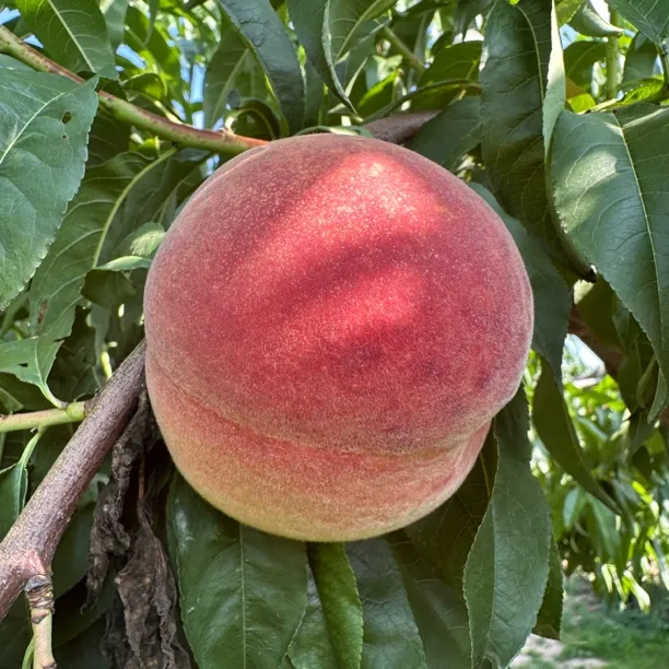 【商超品质】25年红不软脆甜桃子批发现摘现发新鲜应季水果脆甜多汁