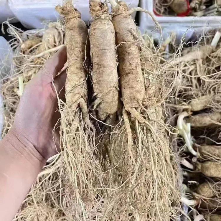 特价鲜人参 微残小瑕疵，煲汤 泡酒 泡茶 泡水