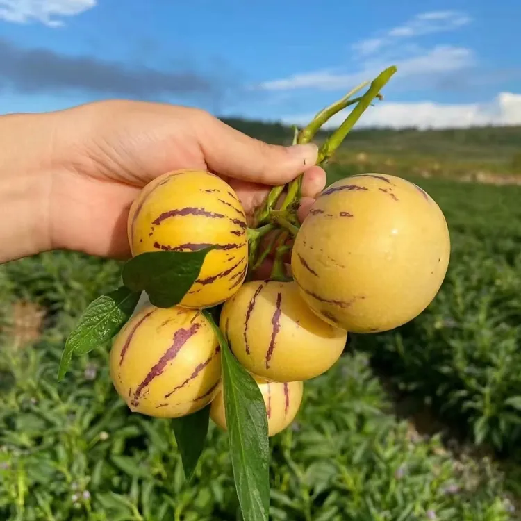 高原人参果 个头不大但是超好吃