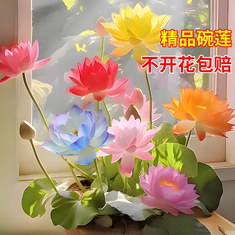 碗莲种子水培养绿植物五颜六色带荷花苞四季开花睡莲铜钱草籽