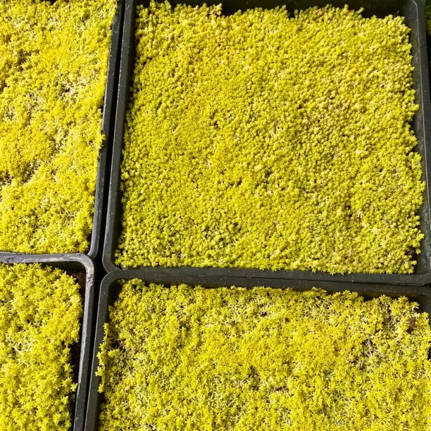黄金万年草地被植物护盆草肉肉植物花境搭配健康绿植花卉护盆草