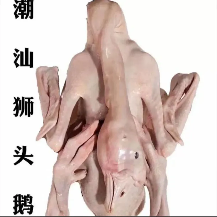 生鲜现杀狮头鹅全鹅带掌翅内脏潮汕特产整只可用于卤水烹饪