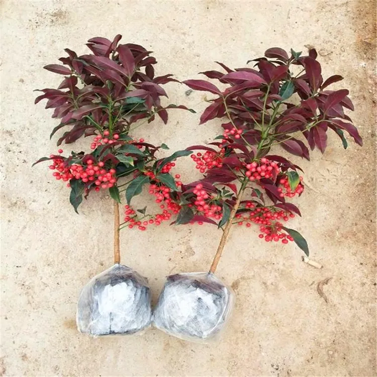 盆栽花卉观赏花卉 富贵籽红凉伞 黄金万两室内盆栽富贵子四季带果