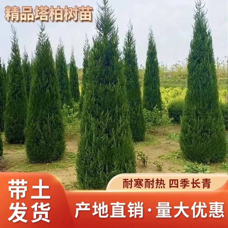 塔柏树苗塔松树苗松树苗柏树苗侩柏树苗侧柏树苗龙柏树苗松柏树苗