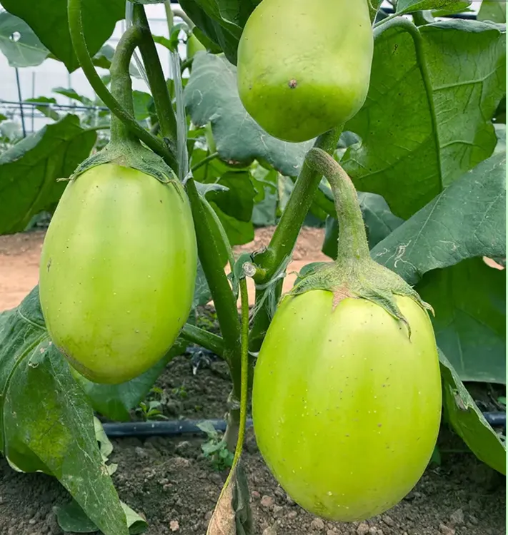 【绿罐茄种子】外皮油亮清香软糯小院盆栽地栽四季种植菜园