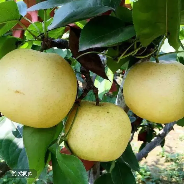湖北宣恩黄坪黄金梨现摘当季水果脆甜多汁适合孕妇食用