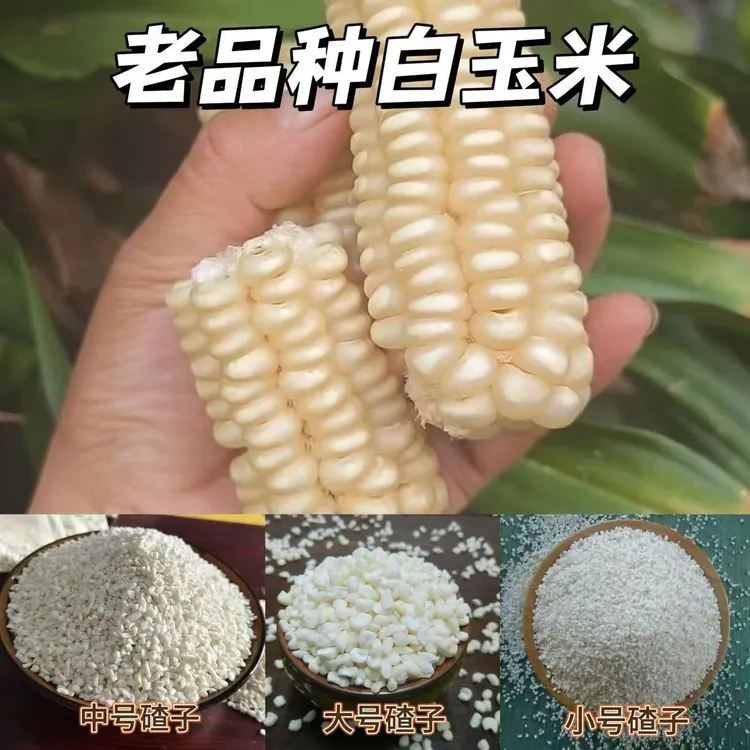 （非种子）山区老品种白玉米代客磨糁子3斤5斤煮粥养生用