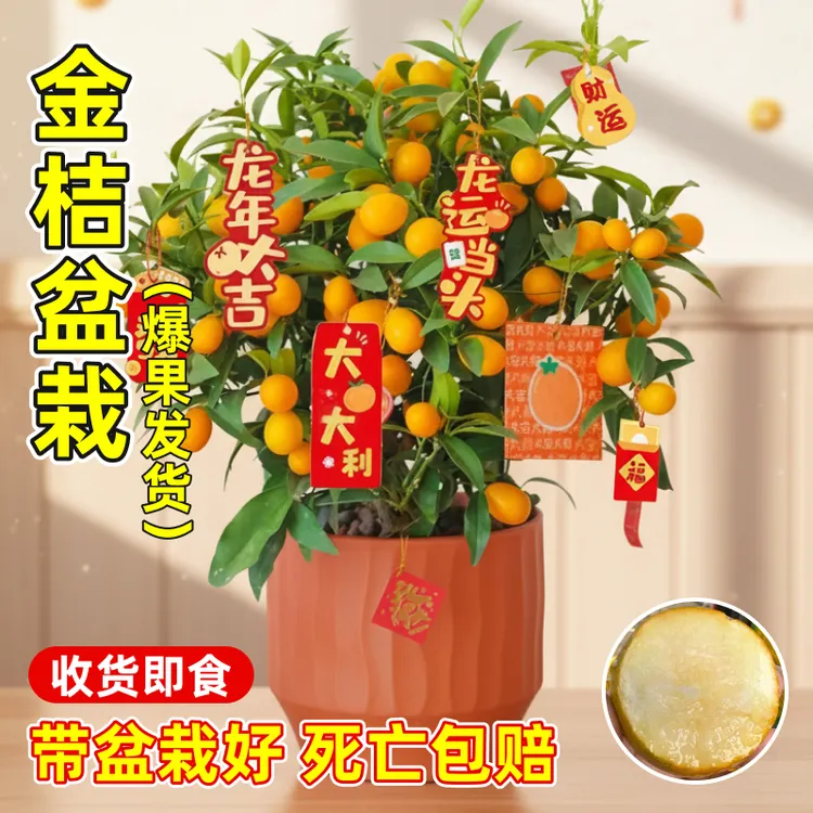 金桔树大盆栽大号带果客厅室内聚财绿植物乔迁送礼橘子盆景年宵花