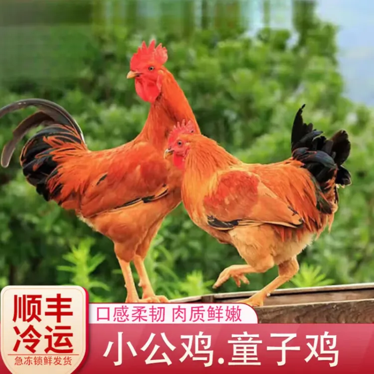 【顺丰冷链】高山散养童子鸡跑山鸡溜达鸡带红烧料包