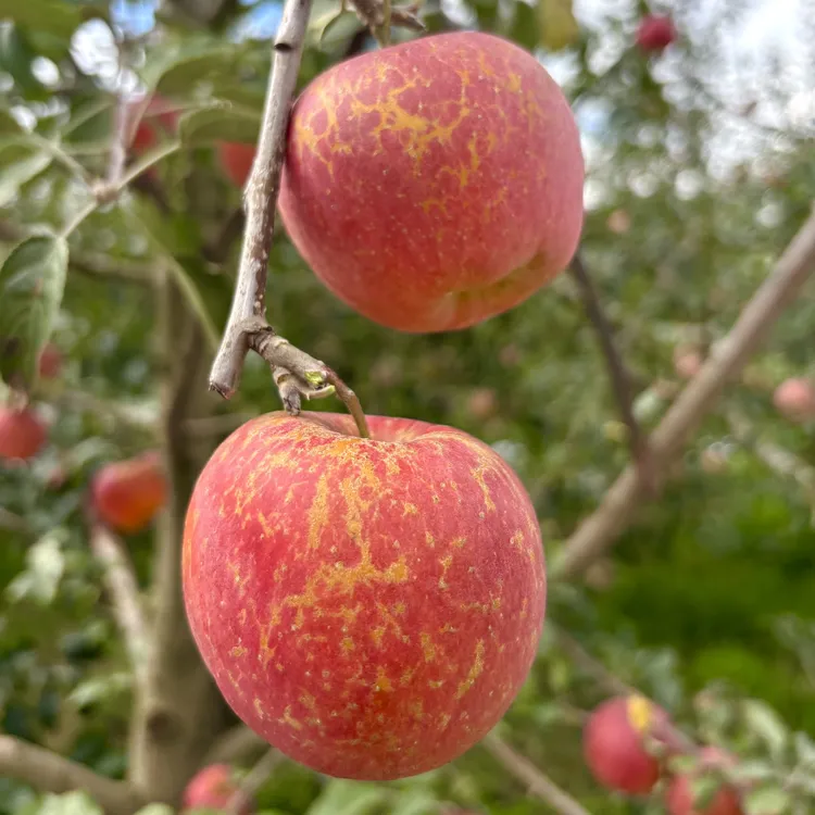 【云南正宗昭通丑苹果】2025云南昭通冰糖心丑苹果现摘现发脆甜多汁