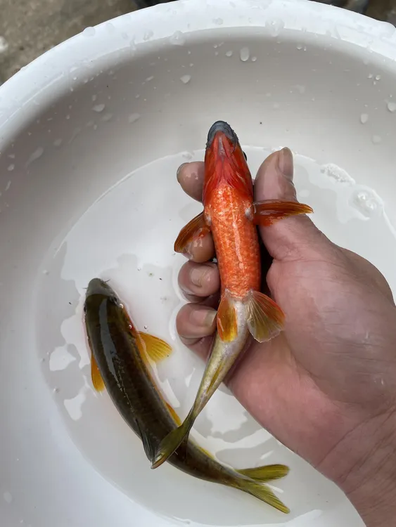 小溪流石斑鱼冷水光唇鱼金腹红腮溪石斑原生野采黄腹溪石斑观赏鱼