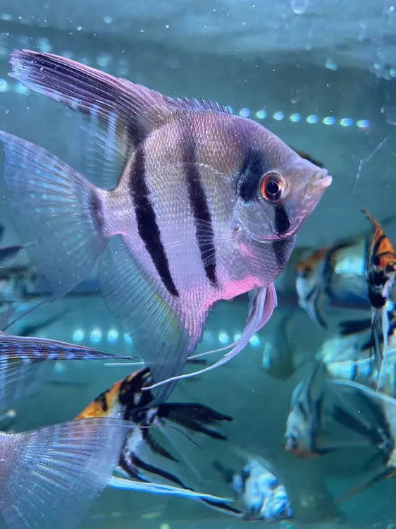 伊莎贝尔神仙燕鱼淡水好养耐活热带观赏活体鱼