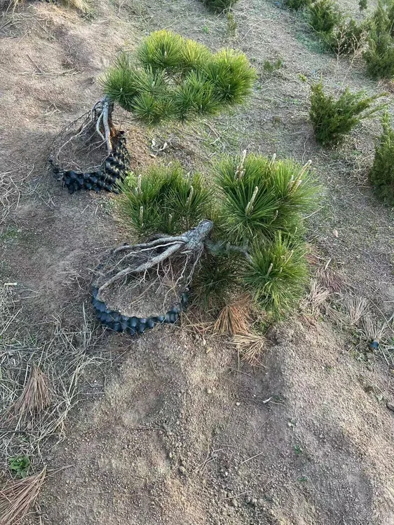 罗汉松松树盆景黑松狗尾巴草盆景新闻一物一拍蕊帽忍冬