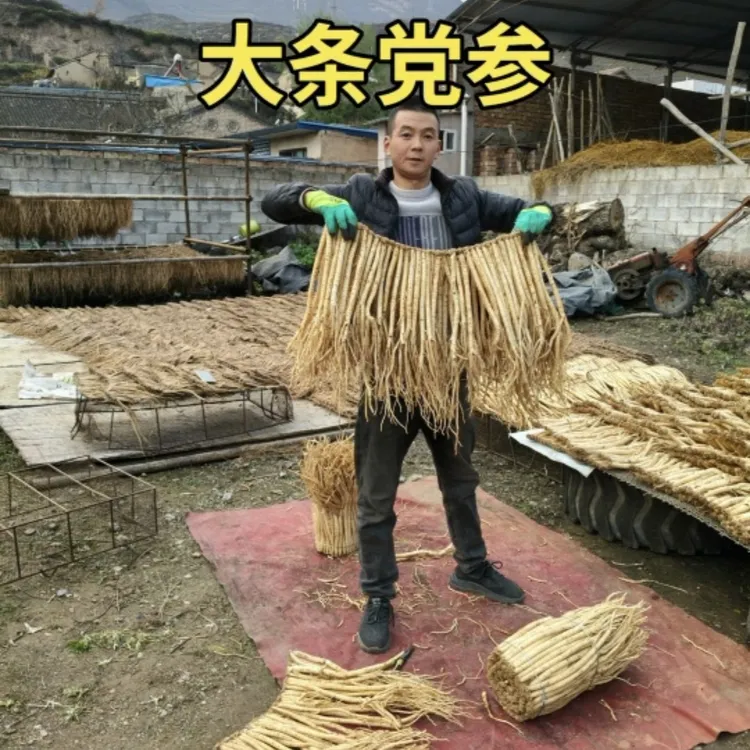 甘肃无硫党参新货可煲汤泡水滋补佳品