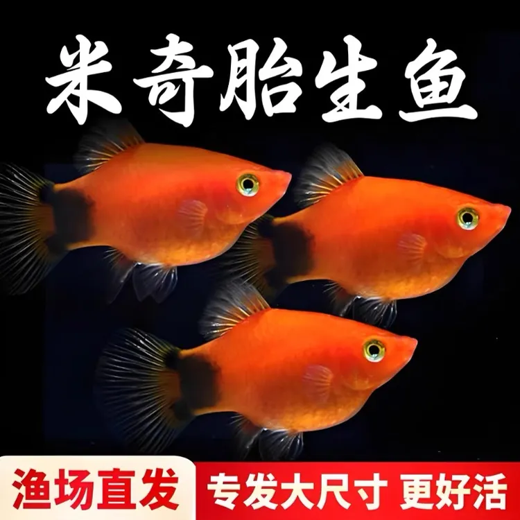 米奇鱼月光鱼胎生鱼小型鱼观赏鱼新手推荐好养活新手鱼鱼观赏鱼