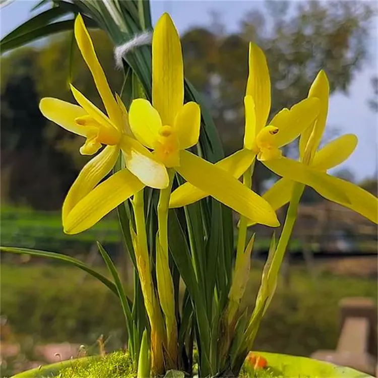春兰金凤雨露带花苞浓香兰花苗阳台室内办公桌花卉植物好养原生苗