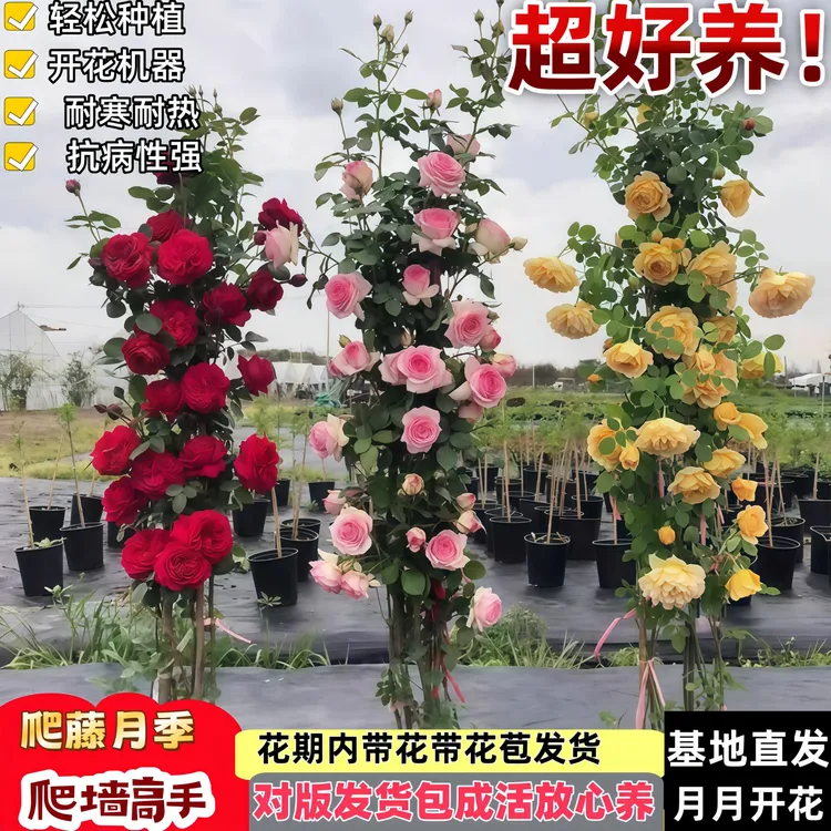 藤本月季爬墙快耐寒耐热花苗庭院花卉大花浓香四季开花阳台盆栽