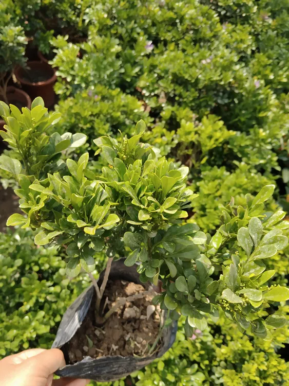 香水米兰花卉盆栽室内绿植四季开花带花苞