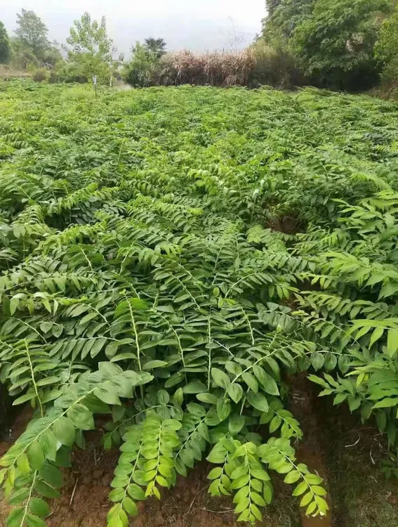 高产多花姜型黄精（净种子）量多优惠