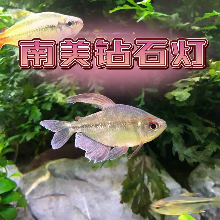 南美钻石灯鱼热带小型观赏鱼活体好养耐活清洁鱼缸适合水族缸
