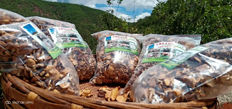 新鲜无硫菇云南特产食用菌煲汤佳品脆嫩鲜美