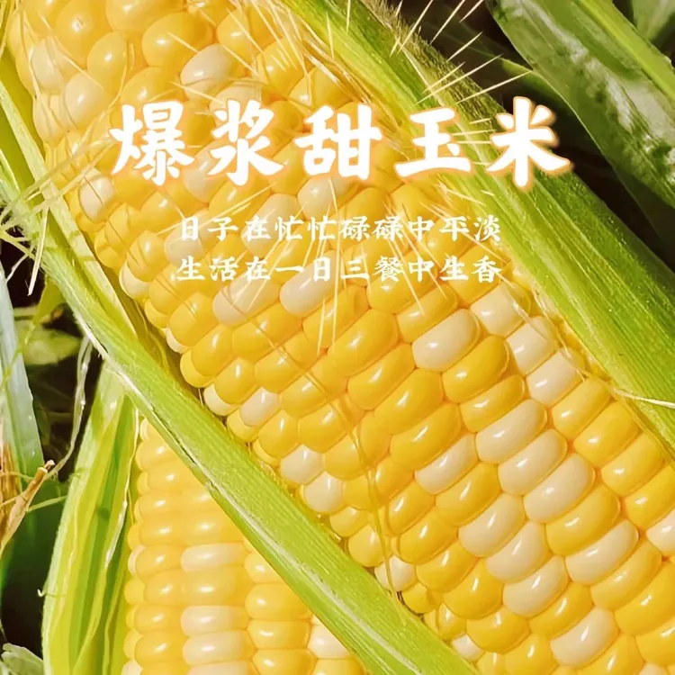 现摘云南金银双色水果玉米新鲜甜玉米嫩玉米新鲜玉米棒包邮