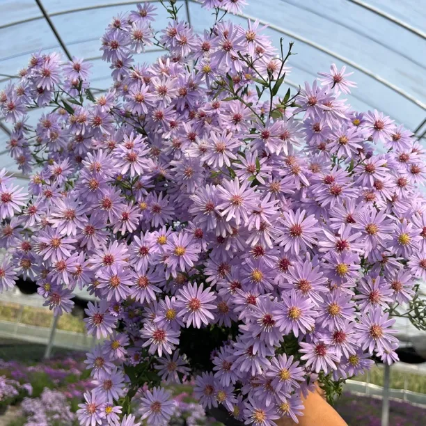 翠菊紫菀盆栽耐热耐寒宿根植物多年花园好养