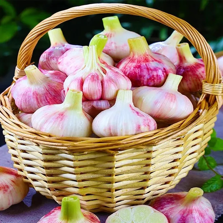 2025年紫皮鲜蒜头湿蒜嫩蒜新鲜大蒜头现挖现发可泡糖醋蒜农家自种