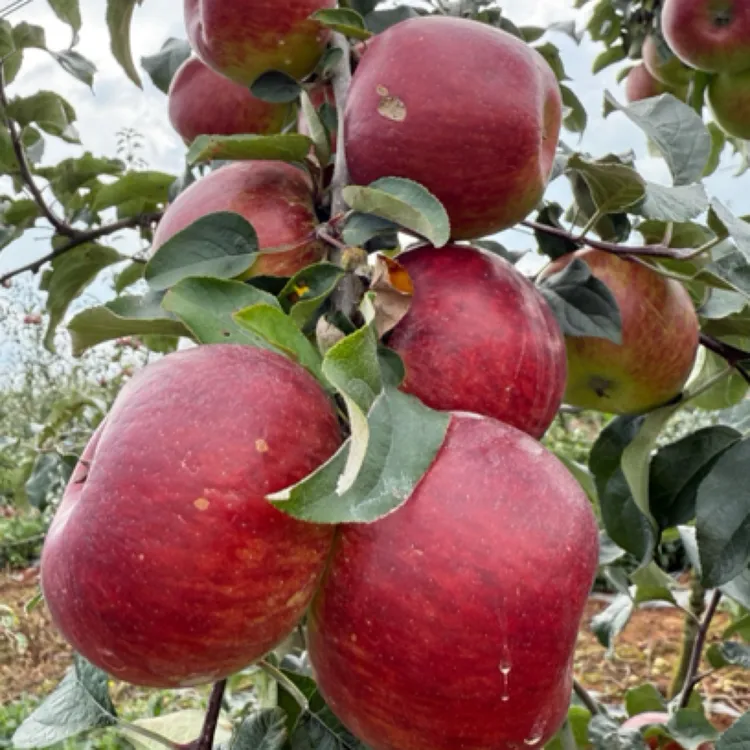 （小丫家）2025年云南西北勒石头山自然成熟红富士冰糖心丑苹果