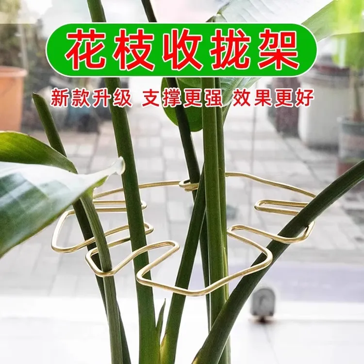 龟背竹支撑杆天堂鸟防倒伏固定器春羽水培植物枝干收聚拢定型支架