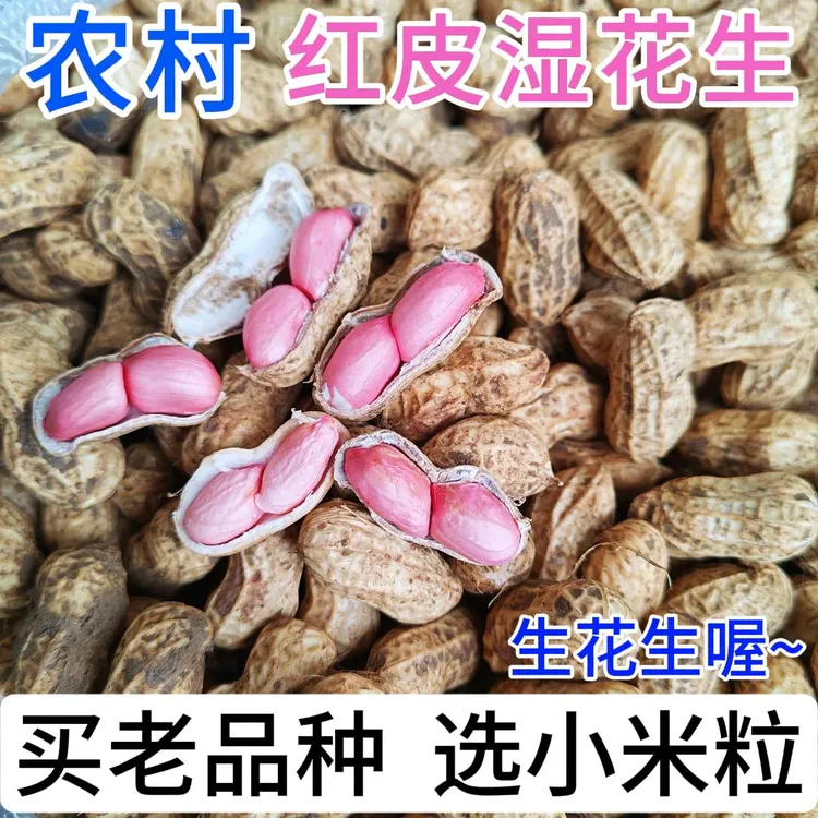 贵州小米花生新鲜现挖带壳红皮湿花生农家自种可水煮生吃油砂花生