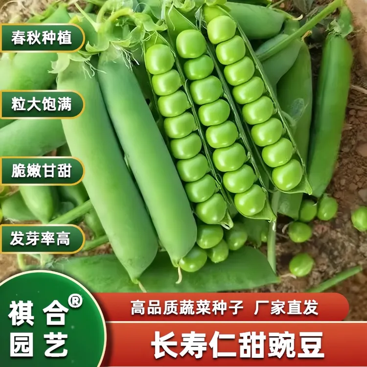 甜脆青豌豆种子台湾长寿仁碗豆种孑老品种碗豆粒大饱满脆嫩甘甜
