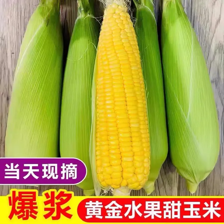 【水果玉米】云南水果玉米农家现摘新鲜甜玉米甜脆爆汁黄金水果玉米