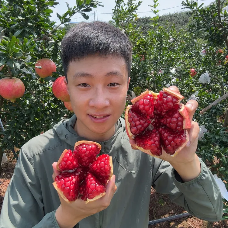 四川会理突尼斯软籽石榴4.9-7斤净