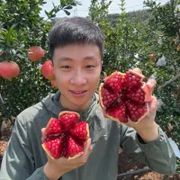 四川会理突尼斯软籽石榴4.9-5.1斤净（中果8-9颗）
