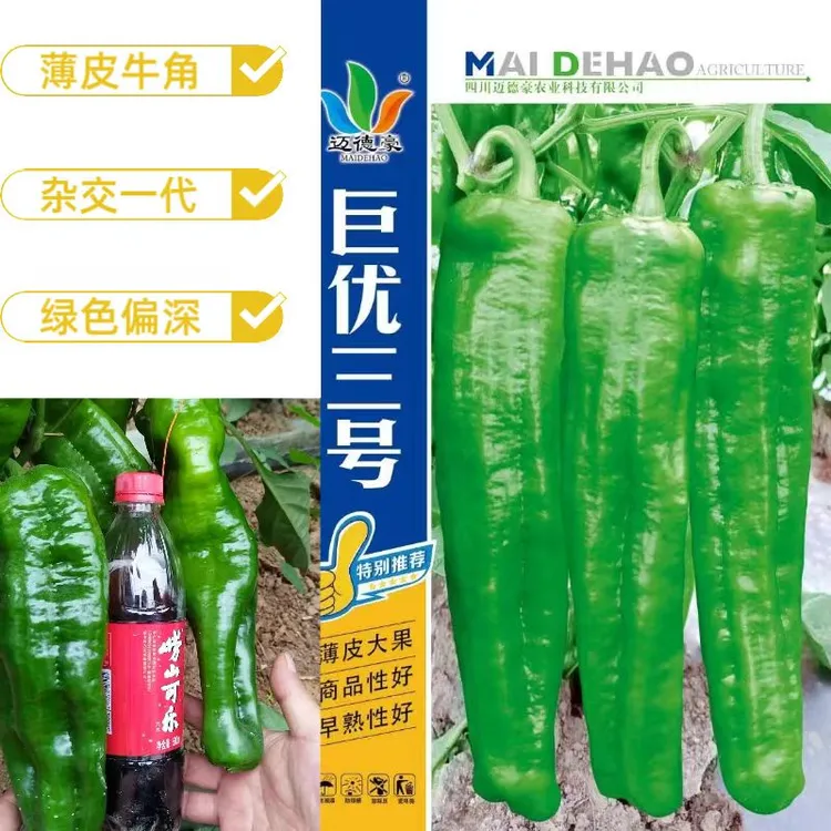 巨优三号  杂交一代薄皮牛角椒抗病耐贮果皮深绿微辣品质优挂果多