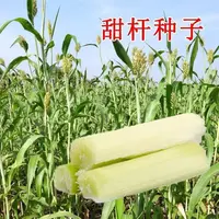 【满5包包邮】甜杆甜柑种子北方甘蔗种子高粱种子高糖度甜脆多汁