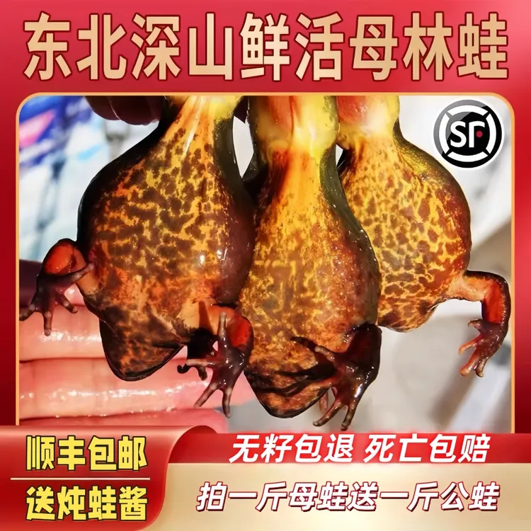 东北河鲜 水产母蛙