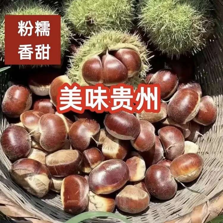 2025新鲜毛粟 贵州高山本地老树油板栗粉面香甜 容易脱皮自然成熟
