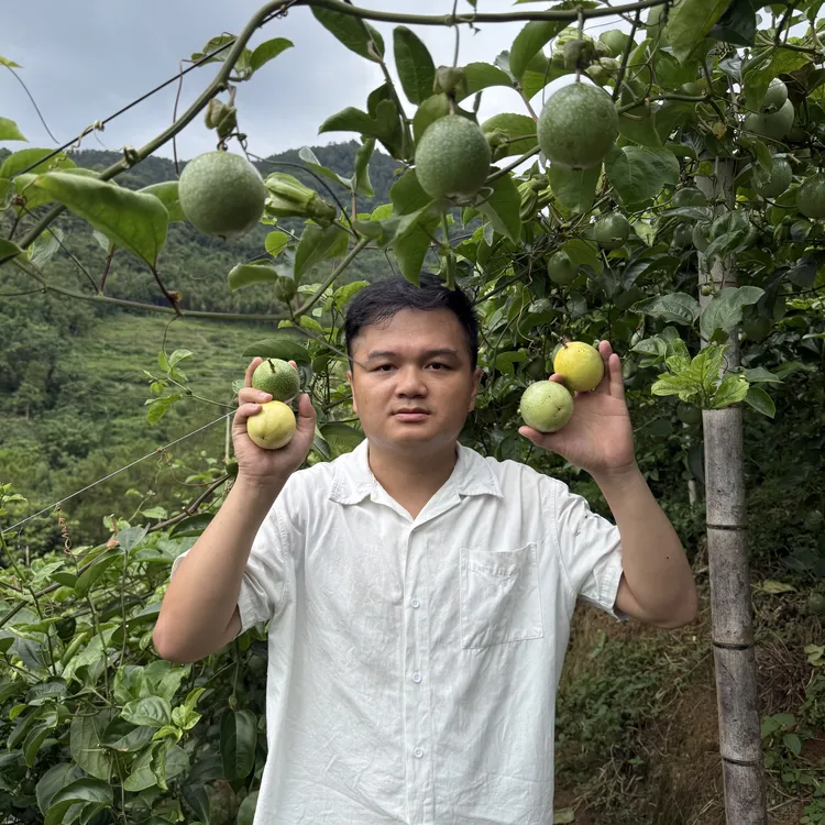 【林支书帮卖】信宜黄金百香果高山果园新鲜采摘饱满多汁现摘现发